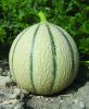 MELON STELLIO HF1 charentais brodé paquet 1 g