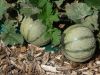 MELON STELLIO HF1 charentais brodé HF1  paquet 25 g