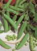 POIS NAIN Douce provence boîte  500 g
