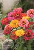 ZINNIA GEANT Robusta en mélange Pqt  25 g