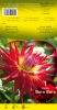 DAHLIA CACTUS Bora Bora rouge coeur jaune Pochette - code A