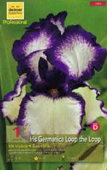 Iris Germanica Loop the loop bleu blanc  Pochette de 1 -  code D