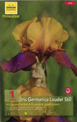 Iris Germanica Louders Still Pourpre orange  Pochette de 1 -  code D