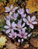 CROCUS SATIVUS crocus à safran 9+    Pochette de 40 calibre 9/+