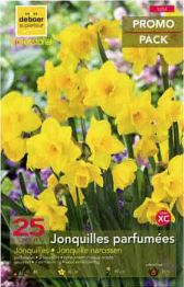 Narcisse Jonquille jaune parfumées 12+ par 25 PROMO-PACK