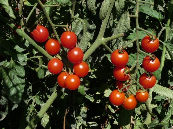 Graines Tomate cerise Sweet baby - Solanum lycopersicum sweet baby