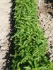 Basilic Marseillais Pqt 25 g