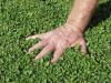 DICHONDRA REPENS boite métal 500 grammes