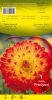 DAHLIA DECORATIF Procyon rouge coeur jaune Pochette - code A