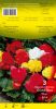 BEGONIA DOUBLE en mélange  Pochette de 3 bulbes - code E