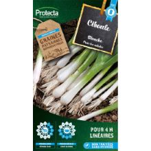 Ciboule blanche sachet 2g