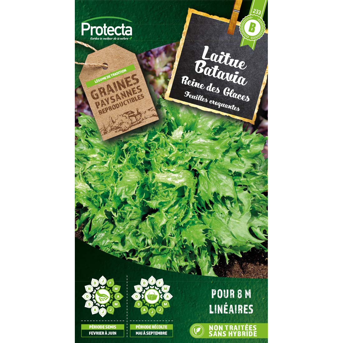 Laitue Batavia Reine des glaces