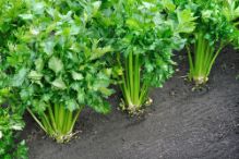 CELERI A COUPER  Pqt 100 g