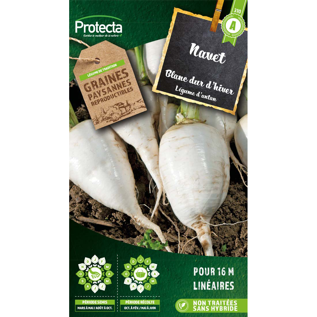 Navet blanc dur d'hiver