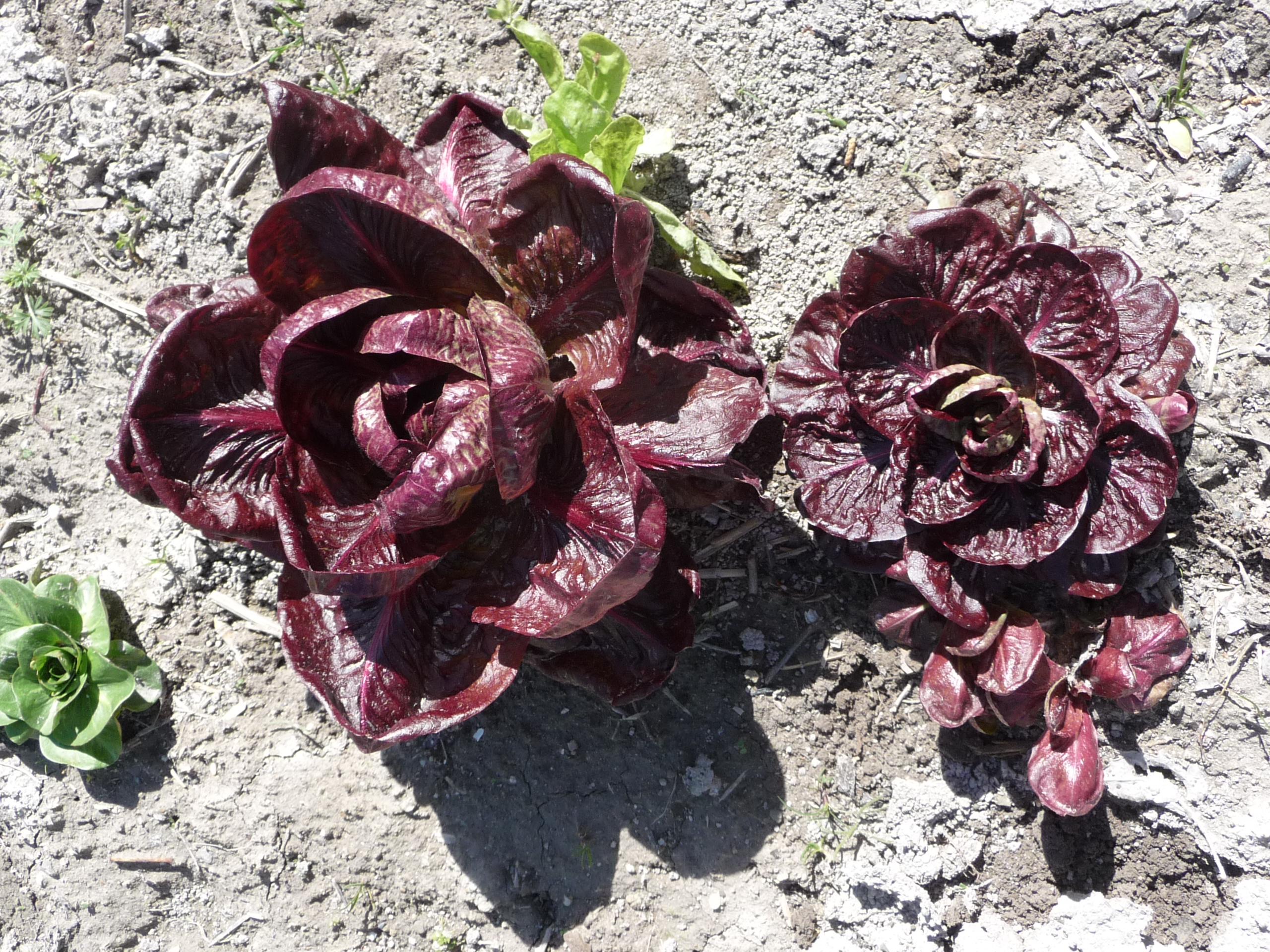 Chicorée sauvage Rouge de Vérone Pqt 500 g