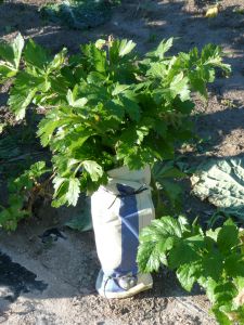 Céleri Branche d'Elne Pqt 25 g