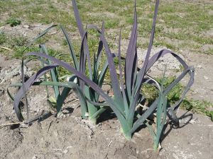 Poireau d'hiver de Saint Victor Paquet 500 g