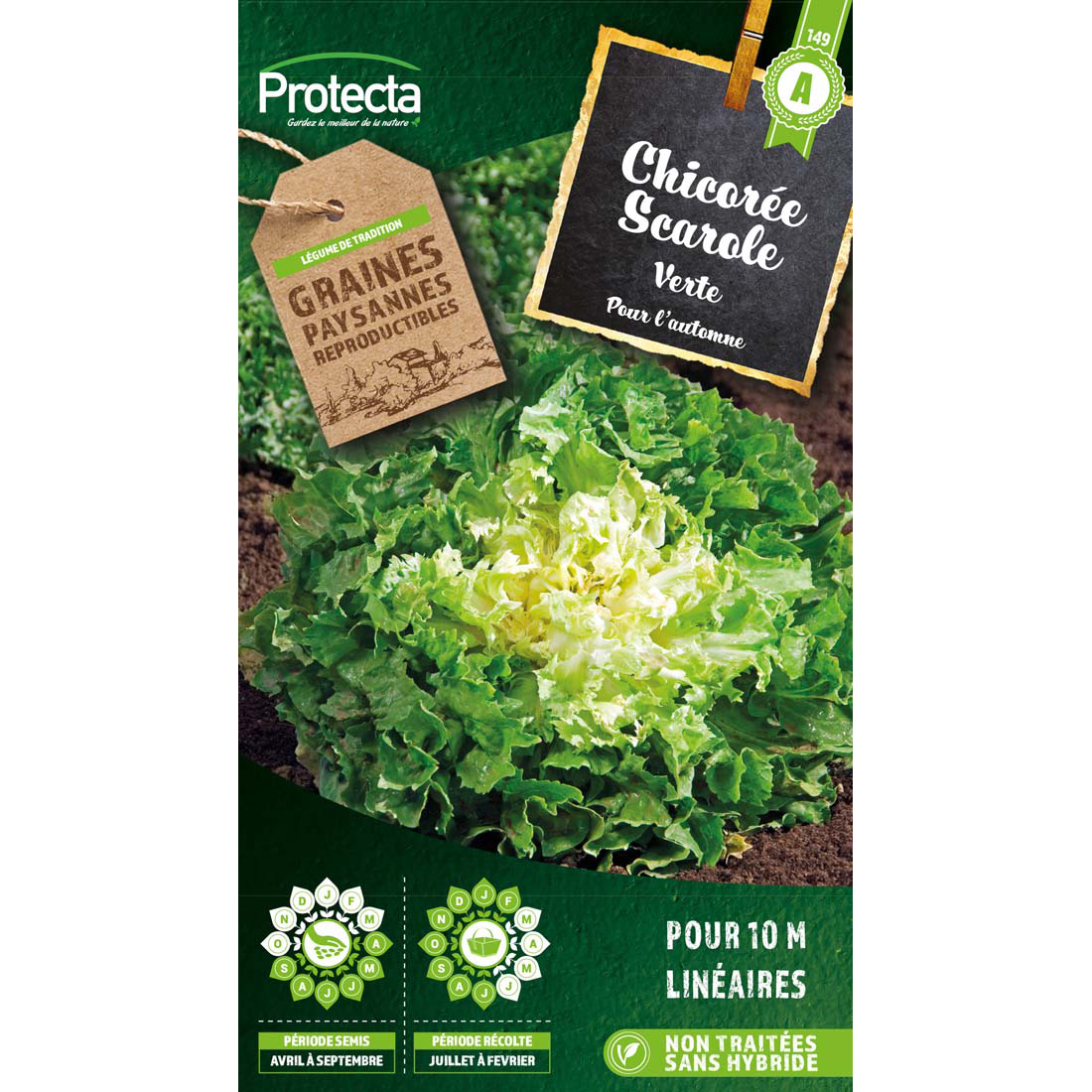 Chicorée scarole ronde verte à coeur plein sachet 5 g