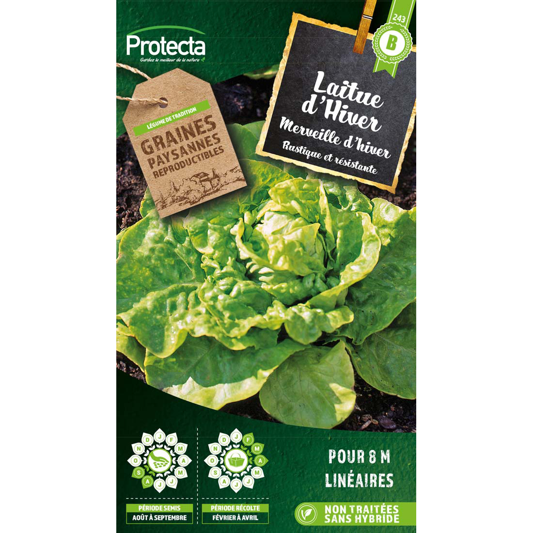 Laitue Merveille d'hiver