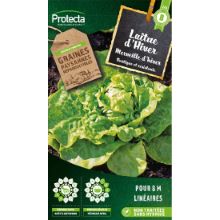 LAITUE MERVEILLE D'HIVER