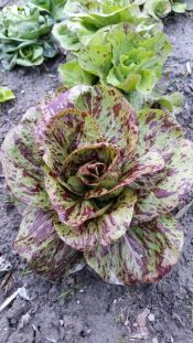 CHICOREE SAUVAGE striée de Castelfranco Pqt 500 g