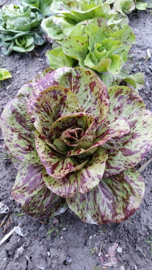 CHICOREE SAUVAGE striée de Castelfranco Pqt 500 g