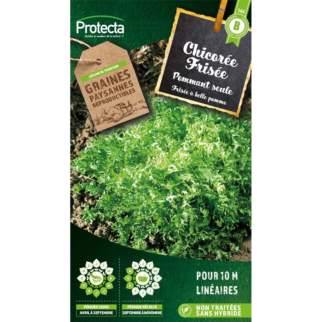 Chicorée Frisée grosse pommant seule  sachet 5 g