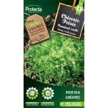 CHICORÉE FRISÉE GROSSE POMMANT SEULE