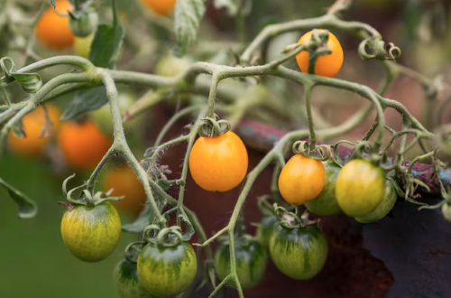 TOMATE AMARILLA cerise jaune Pqt   1 g