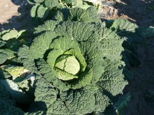 Chou de Milan Gros des Vertus Pqt 500 g