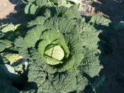 CHOU DE MILAN gros des Vertus Pqt 500 g