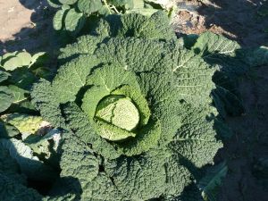 CHOU DE MILAN gros des Vertus Pqt 500 g