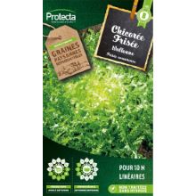 Chicorée frisée Wallonne sachet 5 g