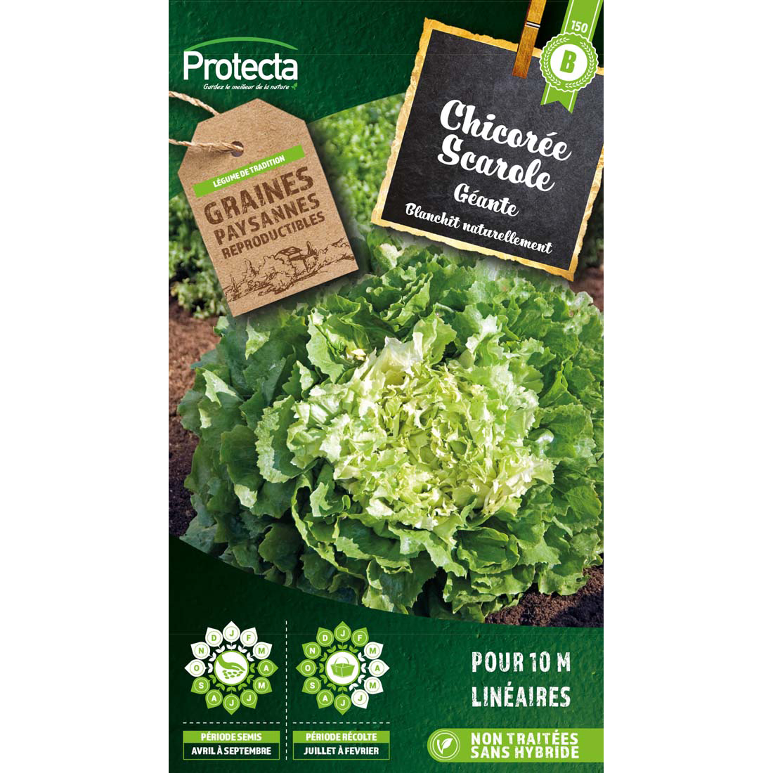 Chicorée scarole Géante maraîchère sachet 5 g