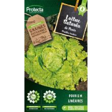 LAITUE BATAVIA BLONDE DE PARIS