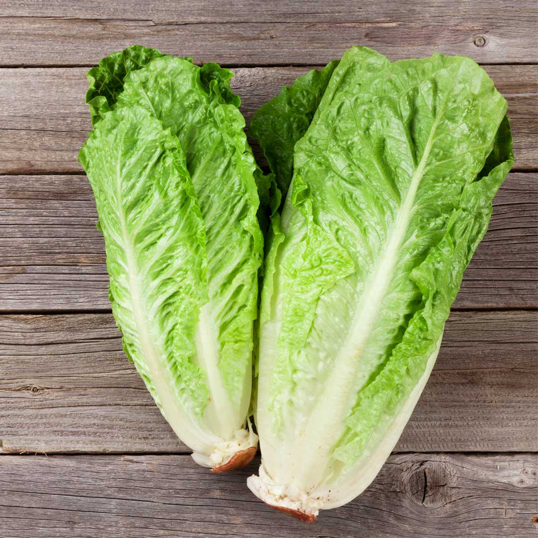Laitue romaine Verte maraîchère Pqt  25 g