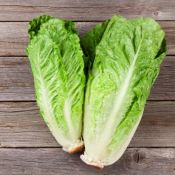 LAITUE ROMAINE verte maraichère Pqt  25 g