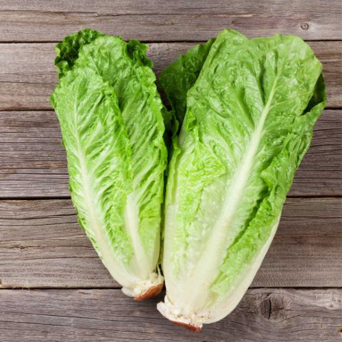 LAITUE ROMAINE verte maraichère Pqt  25 g