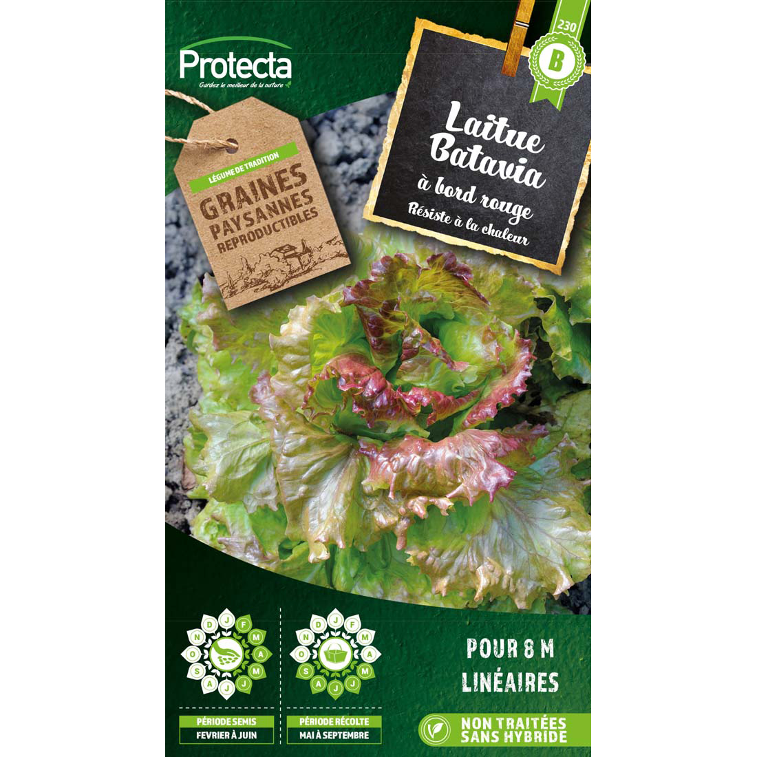 Laitue Batavia Blonde à bord rouge