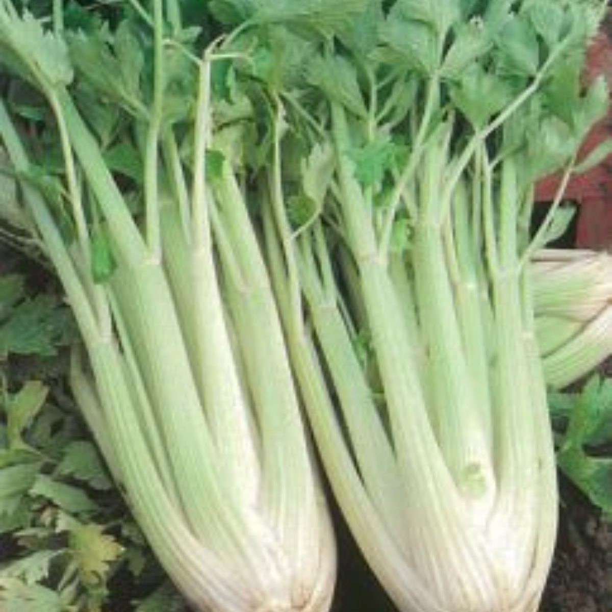 Céleri plein blanc Pascal Pqt 100 g