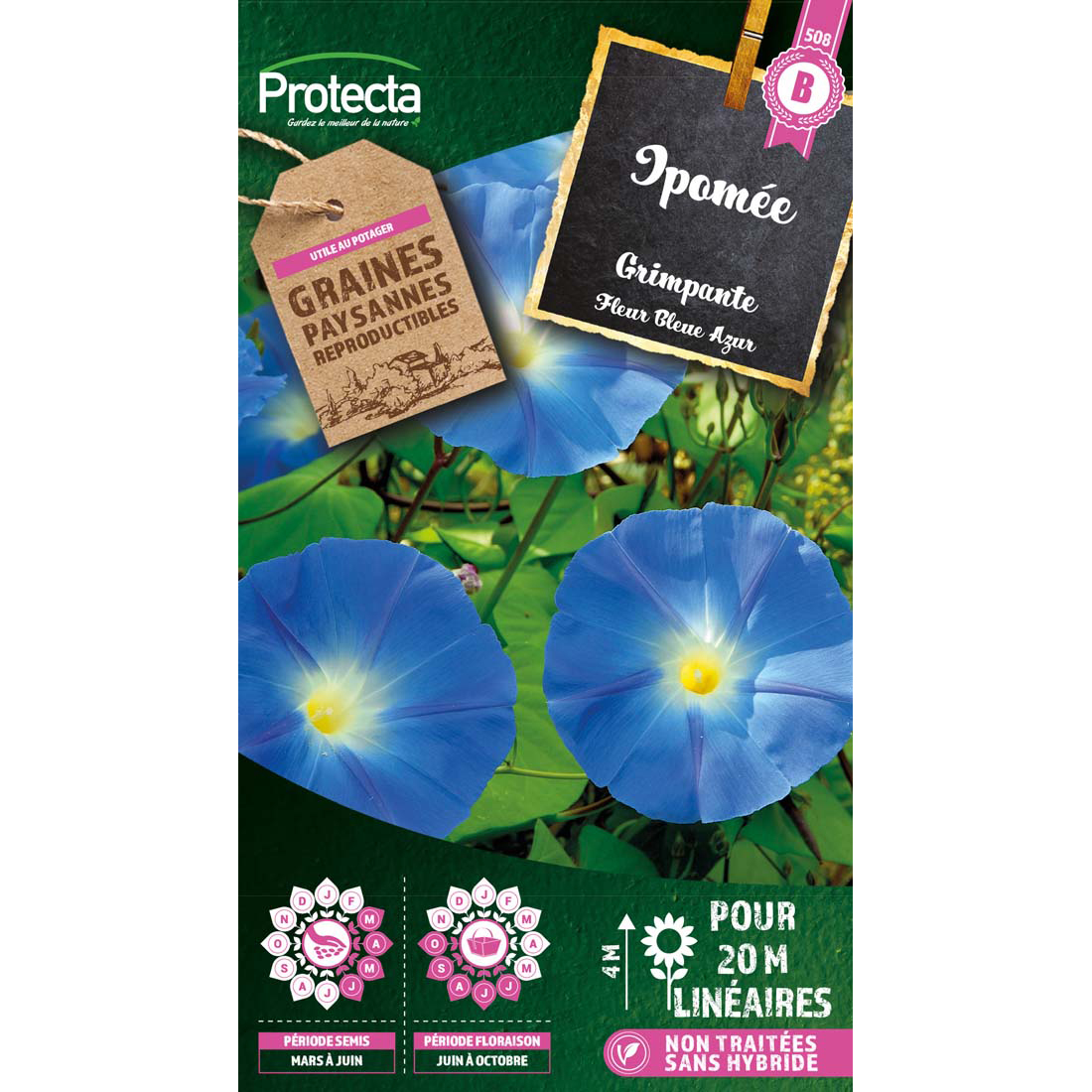 Ipomée grimpante à fleur bleue sachet 4 g