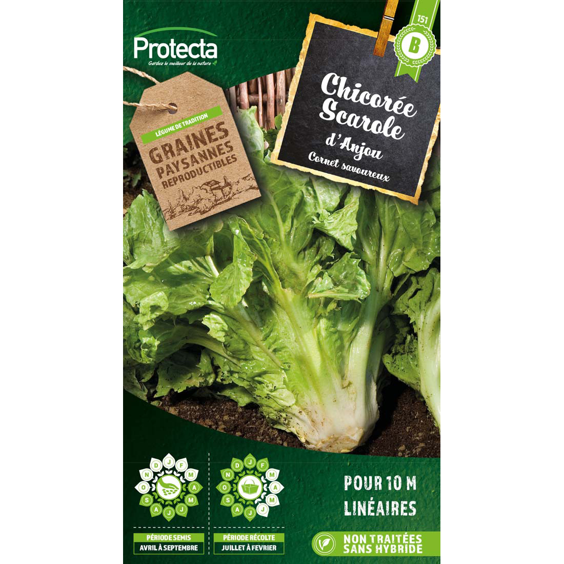 Chicorée scarole en cornet d'Anjou sachet 5 g