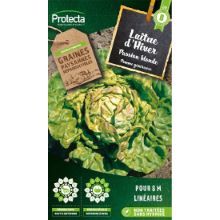 LAITUE D'HIVER PASSION BLONDE