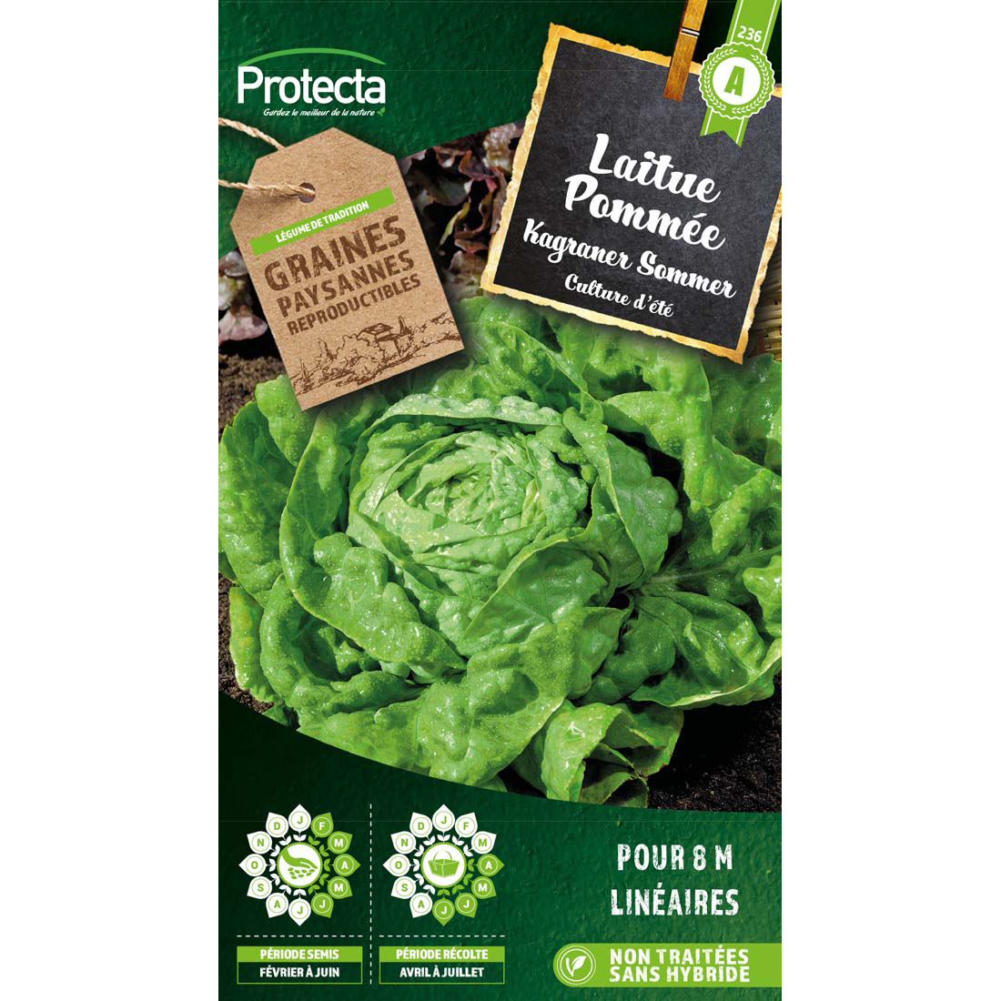 Laitue Kagraner Sommer sachet 4g