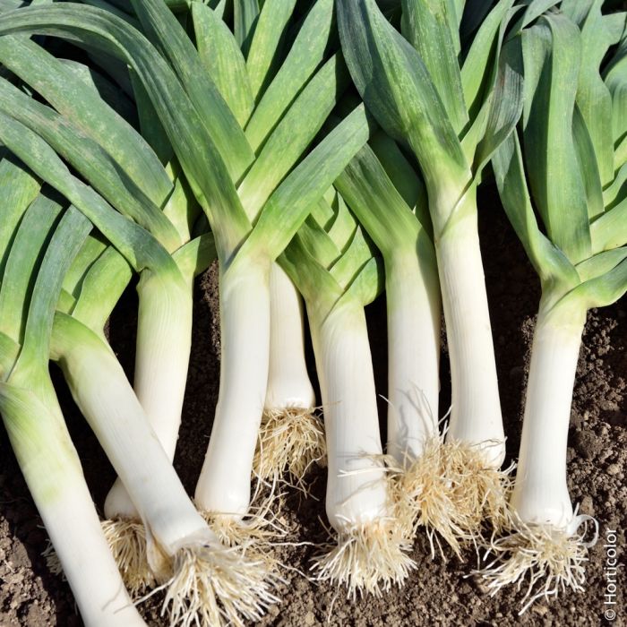 Poireau de Carentan Paquet 500 g