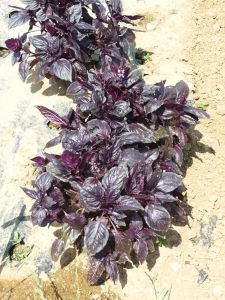 Basilic Pourpre Paquet 100 g