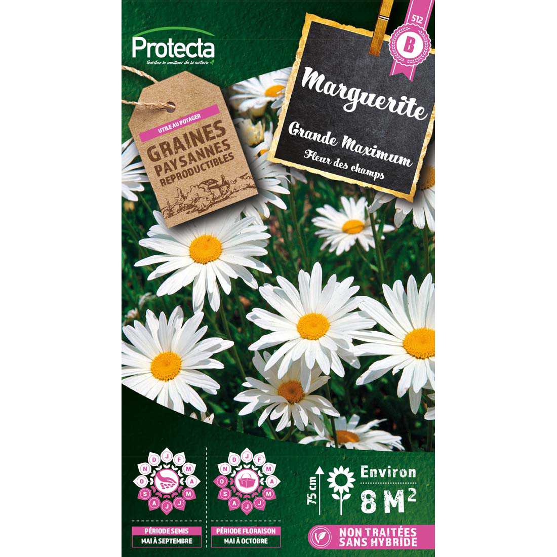 Marguerite à grande fleur (Chrysanthemum Maximum blanc)