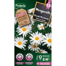 Grande Marguerite Maximum
