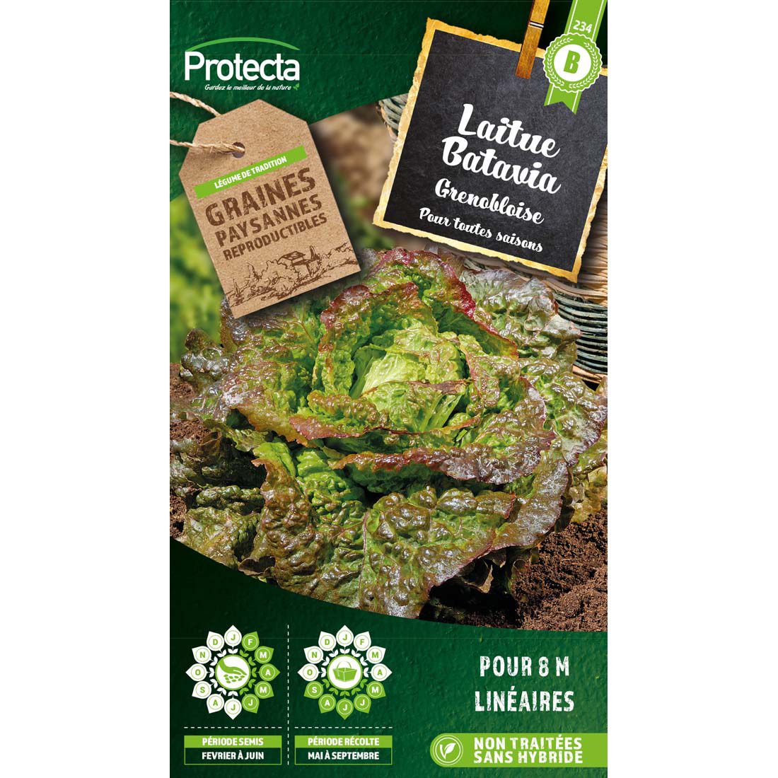 Laitue Batavia Rouge Grenobloise