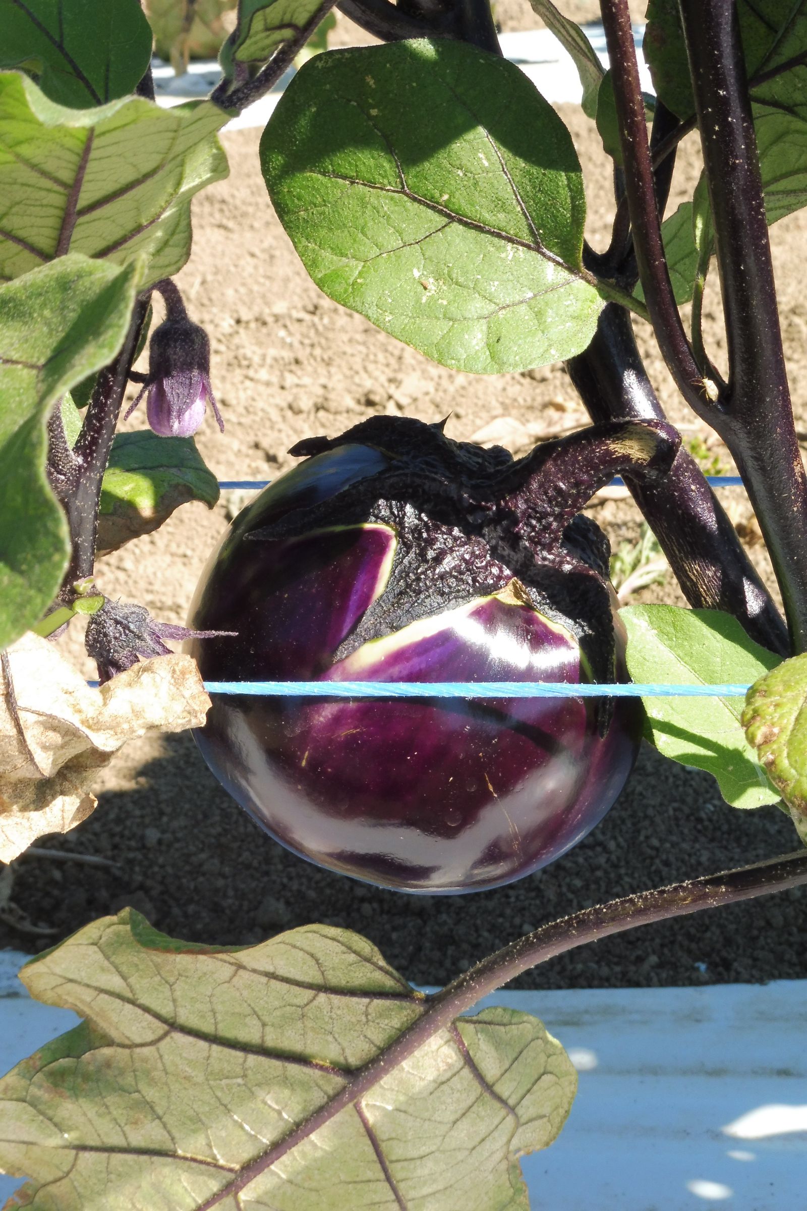 Aubergine ronde Black Beauty Pqt 100 g
